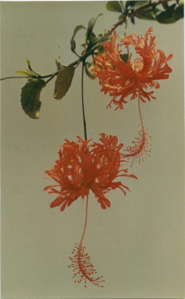 Photograph by Yinxian Wu: Chinese Hibiscus, 1977.